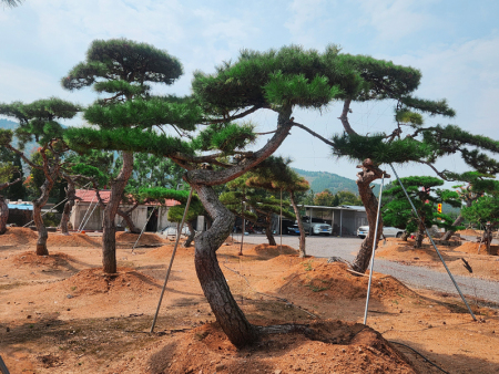 造型黑松