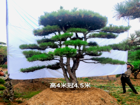 迎客松庭院摆放有讲究？高手教你这样布置显气派