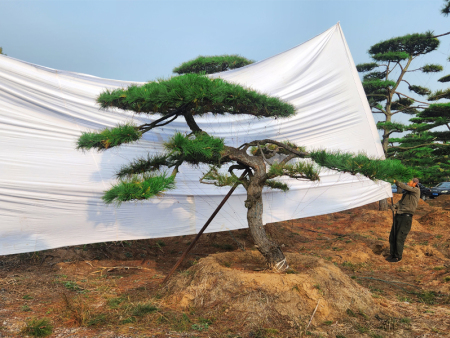 造型松