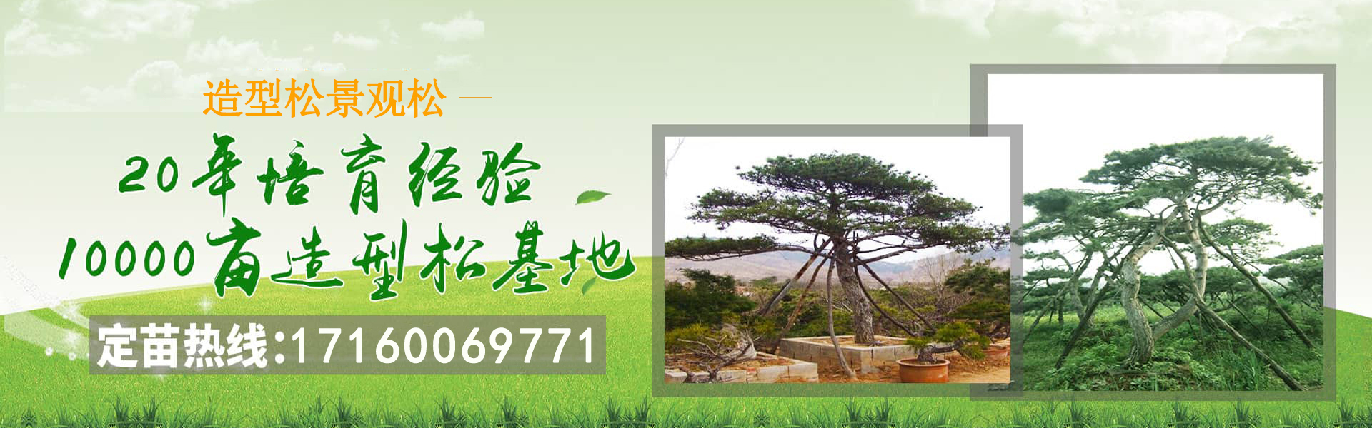 造型油松