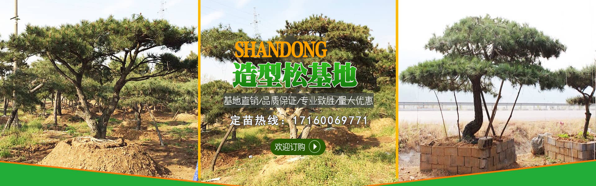 景观松