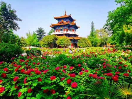 2025年第42届洛阳牡丹文化节