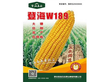 登海W189