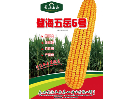 登海五岳6号