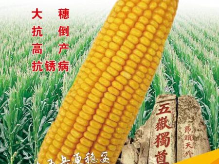 玉米种子基地比较前沿的栽种技术