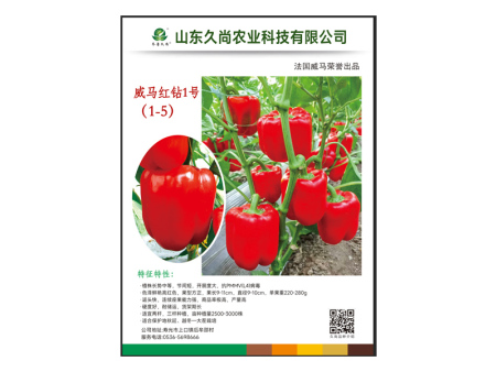 红钻1-5（越冬品种）