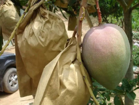 Fruit Paper Bag
