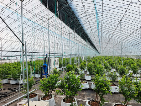 蓝莓温室蓄冷采暖