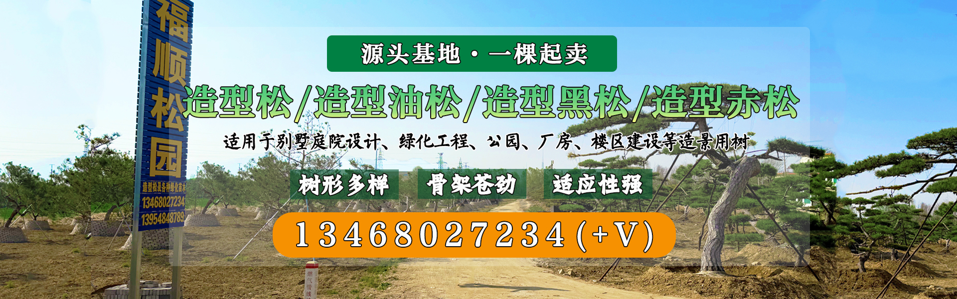 造型松