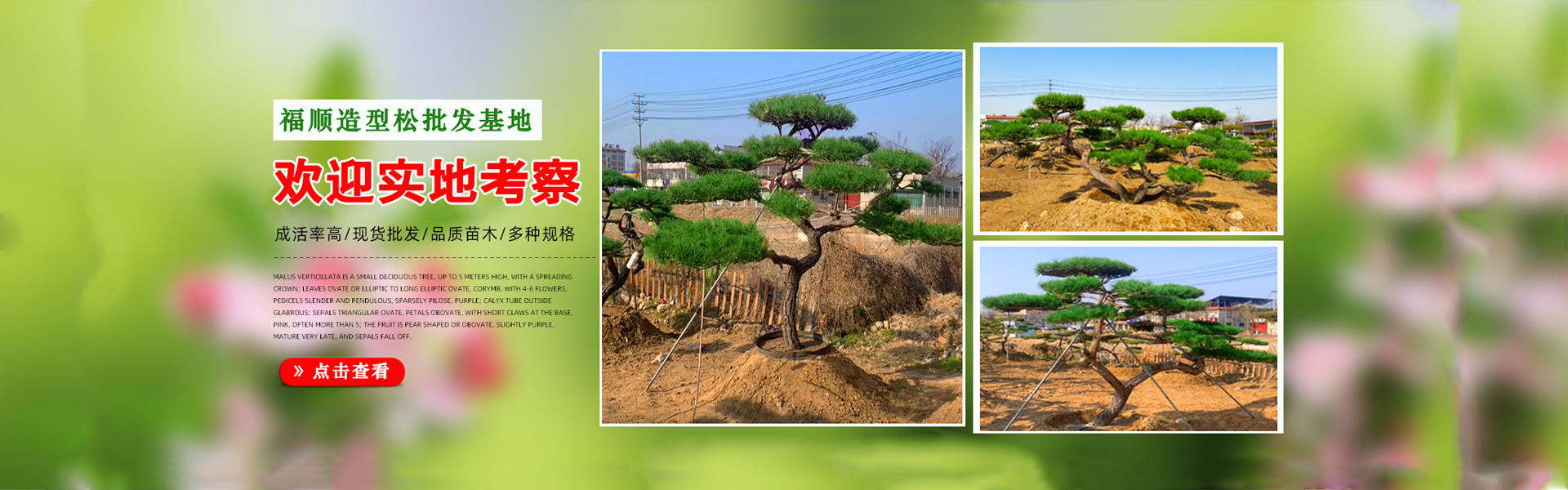 景观松