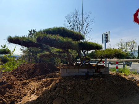 造型油松基地