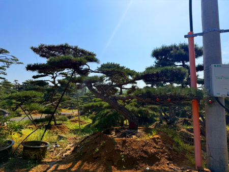 造型油松樹