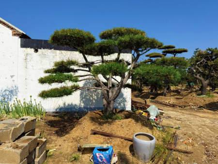 莱芜造型油松
