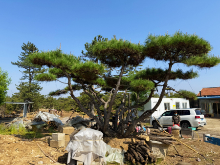 造型油松如何養出自然美感？這五個技巧別錯過！