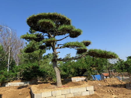 造型油松到底憑什么能火出圈？看完你就懂了！
