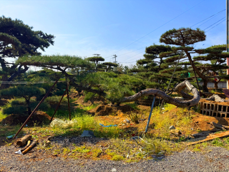 造型油松批發基地