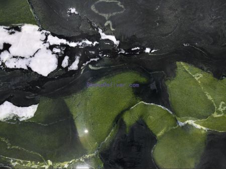 Avocado quatrzite Avocatus