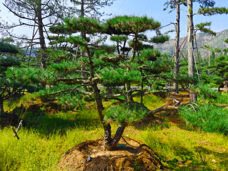 造型油松基地