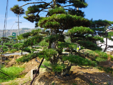 造型油松
