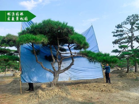 你还分不清景观松的用途？这5点直接讲明白