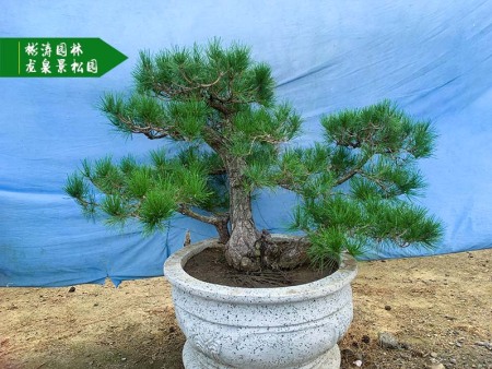 造型松