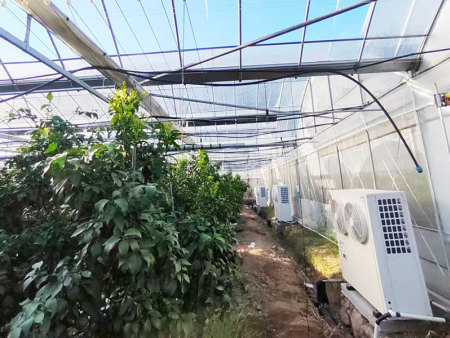 柑橘温室采暖