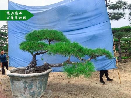 造型松盆景