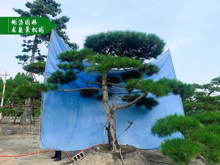 大型古松到底凭什么让客户“一见倾心”？看完你就懂了！