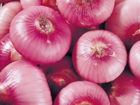 洋葱的种植方法