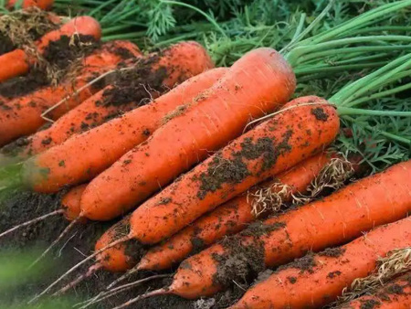 胡萝卜的种植方法和注意事项