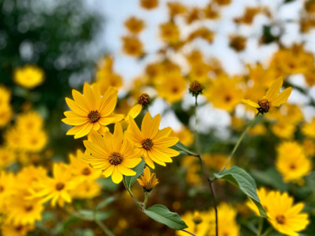 菊芋的种植技术有哪些要点？唐山菊芋商家为您解答