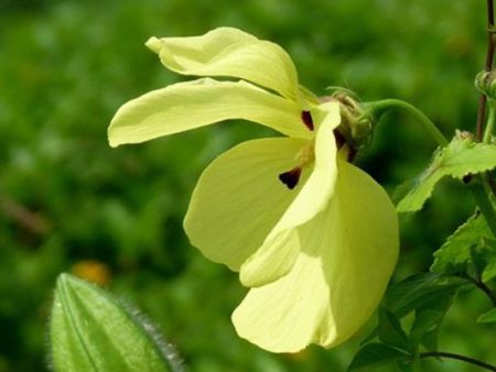 金葵花的花期如何延长？金葵花加工厂家为您解答