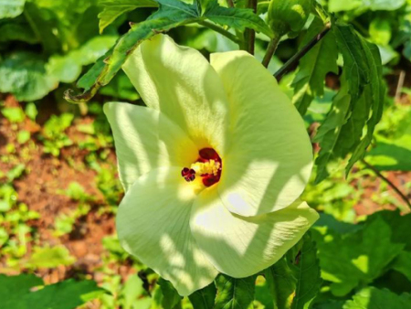 如何选择靠谱的金花葵厂家供应商？河北金花葵厂家为您解答