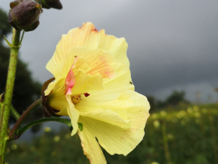 金花葵厂家产品市场认可？唐山金花葵厂家为你解析