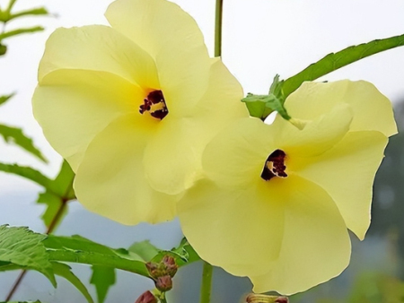 金花葵厂家产品生产流程？金花葵厂家为你介绍