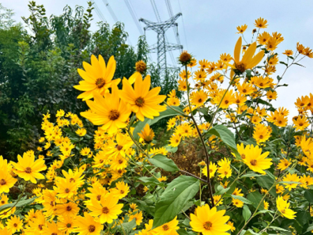 菊芋的食用方法是什么？唐山菊芋为您解答