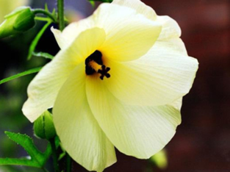 金花葵的种植成本高吗？金花葵食品为您解答