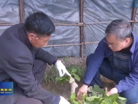 陈庆国：特色农产品种植能人