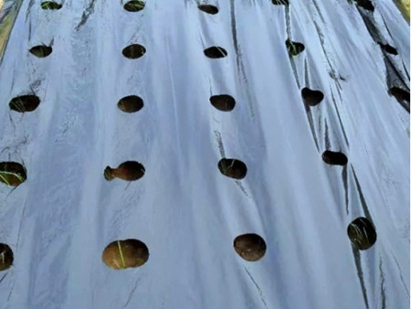 Mulching Film