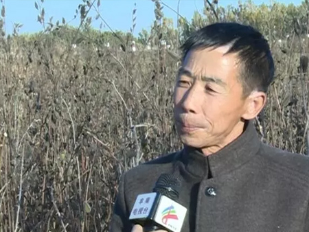 【惠丰湖畔】患癌老汉和金花葵！