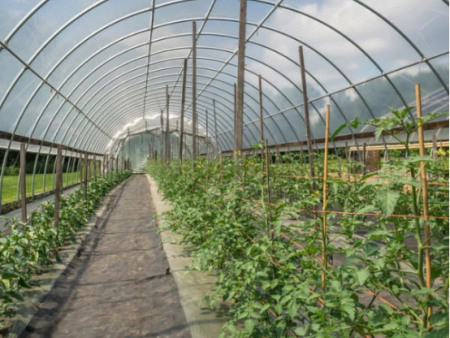 Greenhouse Film