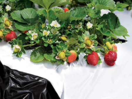 Mulching Film