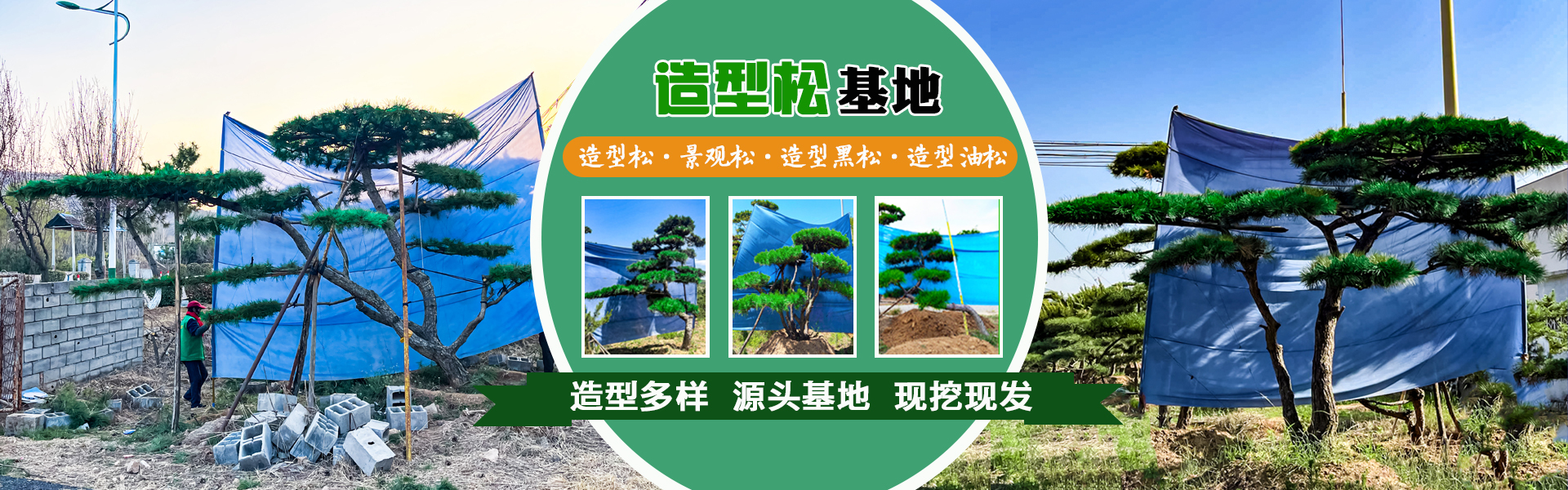 造型松
