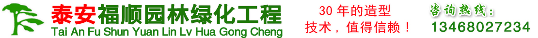 泰安福順造型松景觀松批發(fā)基地