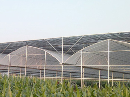 连栋薄膜温室