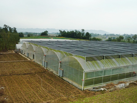 连栋薄膜温室