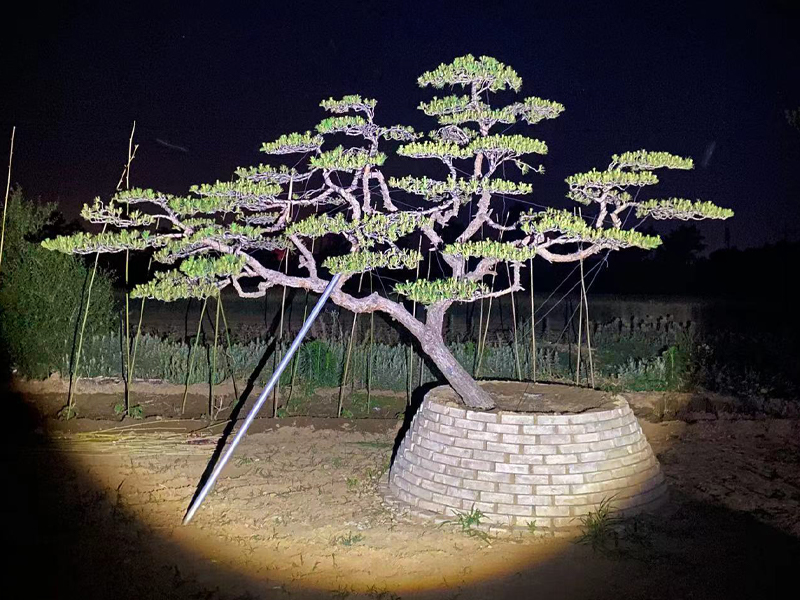 庭院造型黑松