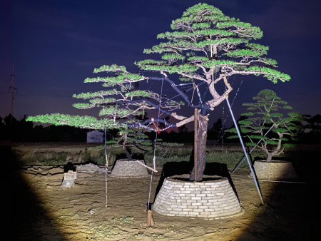 如何利用造型松打破傳統(tǒng)，打造與眾不同的花園景觀？