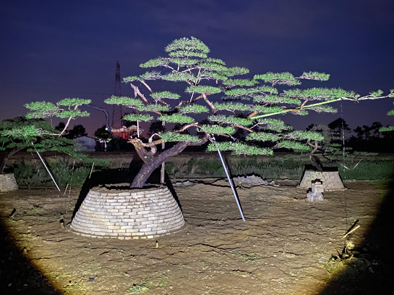 造型松種植基地分享：如何挑選真正有氣勢的造型松？