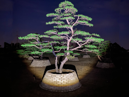 景觀(guān)松價(jià)格